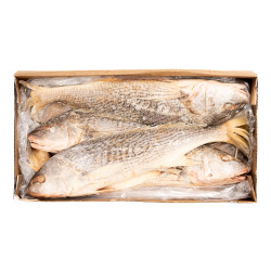 CAPIT. TAMBOUR ARG V/E 1200+KG 5KG