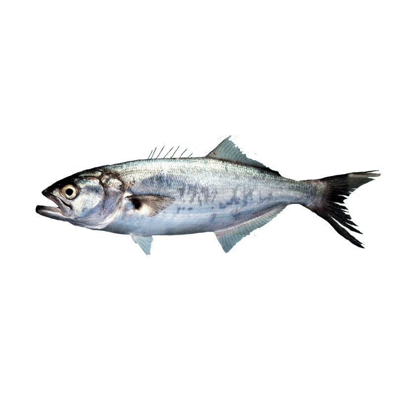 TASSERGALE 400+G 20KG