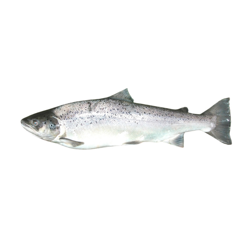 TRUITE DE MER 300G/500G 10KG