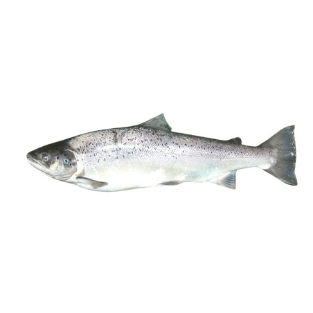 TRUITE DE MER 300G/500G 10KG