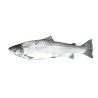 TRUITE DE MER 300G/500G 10KG