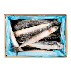 MAQUEREAU ENTIER 300/500 5KG