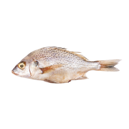 SOMPATTE ENT 150-200G 10KG