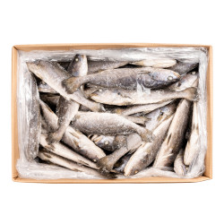 COURBINE ESP 200/500 20KG