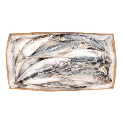 CHINCHARD G/V 300-500 10KG