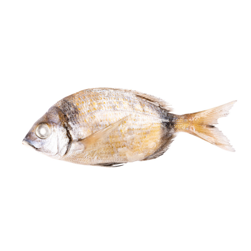 CARPE GRISE MIX 15KG