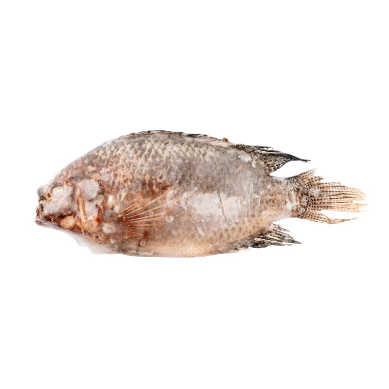 TILAPIA V/E 2000+G CHN 10KG 20%GLZ