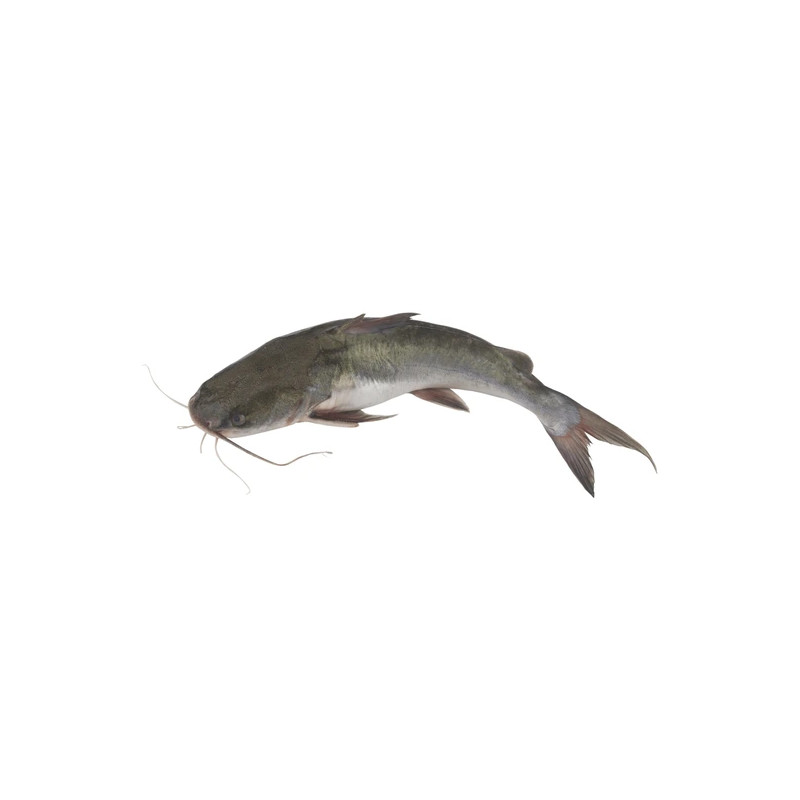 POISSON CHAT SILURE ENT VIDE 800G+ 20%GLZ 4KG