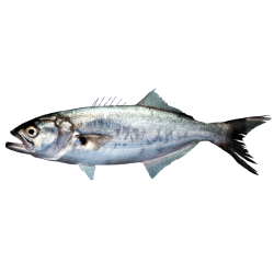 TASSERGALE ENT 2PCS 700+ 20KG