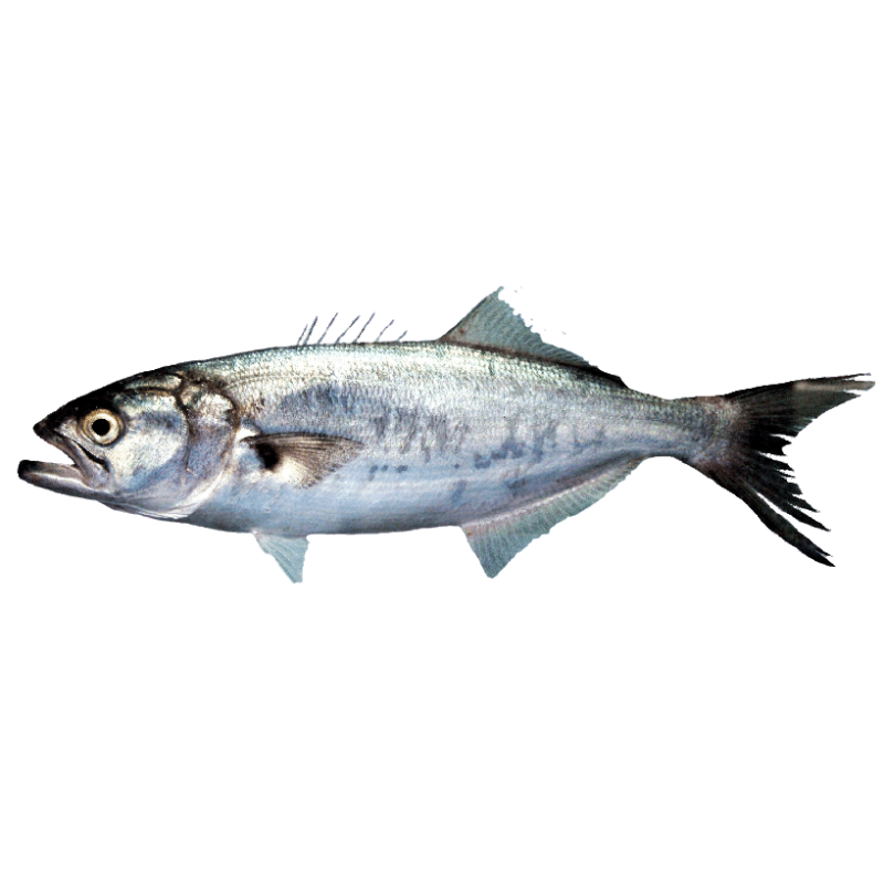 TASSERGALE ENT 2PCS 700+ 20KG