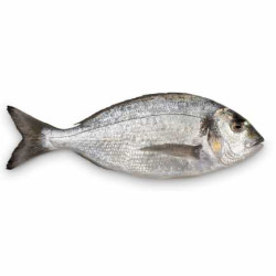 DORADE G&V 150/300 5KG