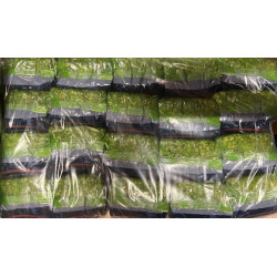 POIS VERT NOUHAYLA 20X1KG