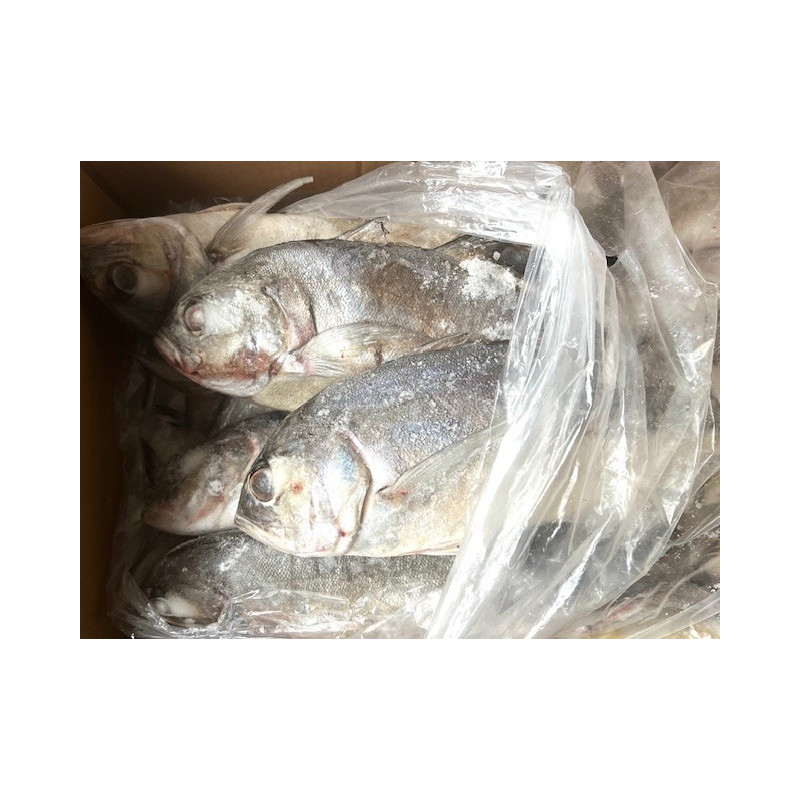 CARANGUE/TREVALLY ENT. 800/1500G 24KG