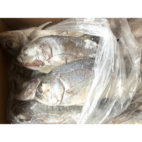 CARANGUE/TREVALLY ENT. 800/1500G 24KG