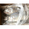 CARANGUE/TREVALLY ENT. 800/1500G 24KG