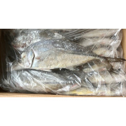 CARANGUE/TREVALLY ENT. 800/1500G 24KG