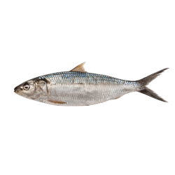 SARDINELLE ENT. 100/300G...