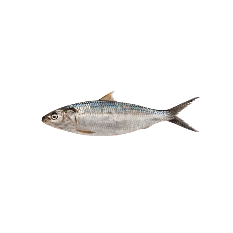 SARDINELLE ENT. 100/300G 15X1KG