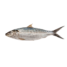 SARDINELLE ENT. 100/300G 15X1KG