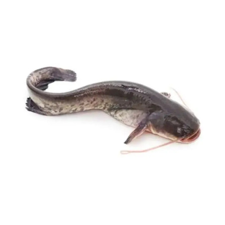 POISSON CHAT ENT VIDE 500/800G 3KG